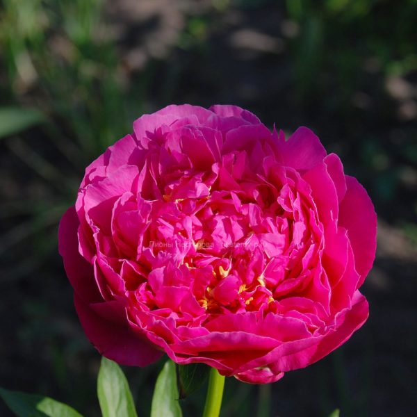 Paeonia ITOH 'Callie's Memory ...