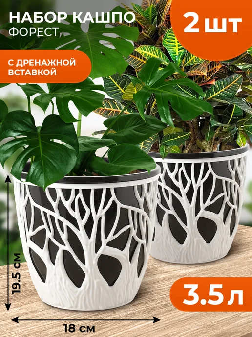 Антуриум Esudo (горшок 12 см)🌱 - купить ...