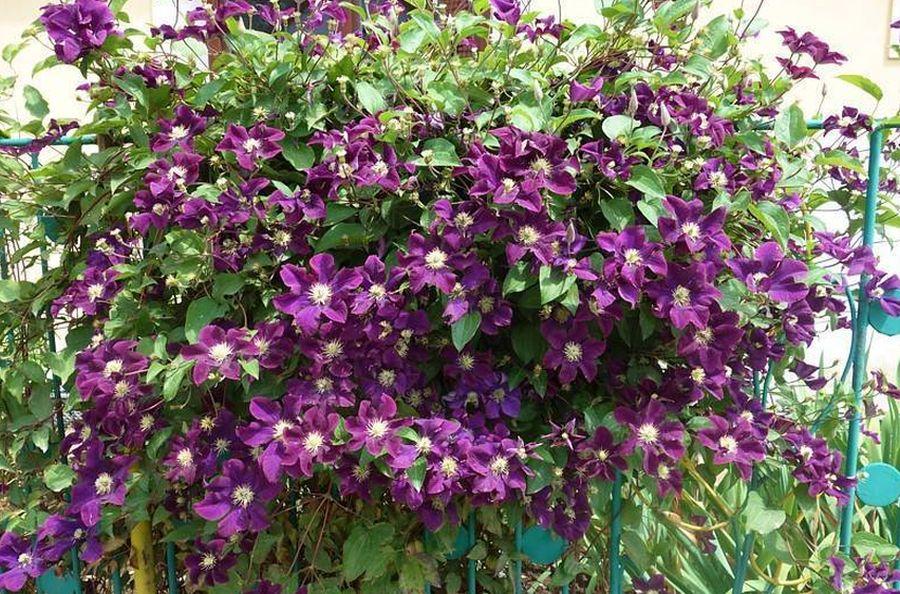 Клематис фиолетовый Пурпуреа Плена Элеганс Clematis viticella ...