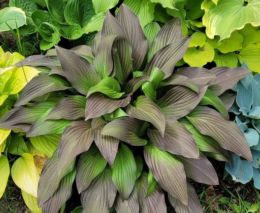 Hosta.com.ua. Хоста Forbidden Fruit ...