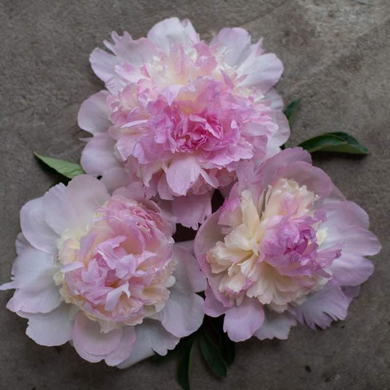 Paeonia Raspberry Sundae – De Vroomen Garden Products ...