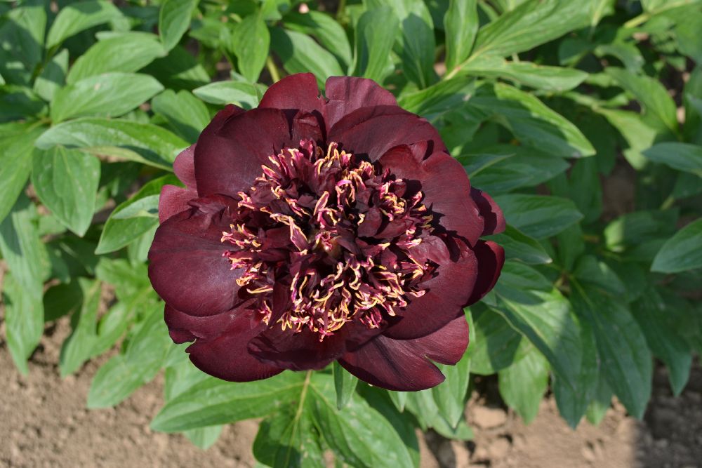 Paeonia itoh Sunsets and Rainbows