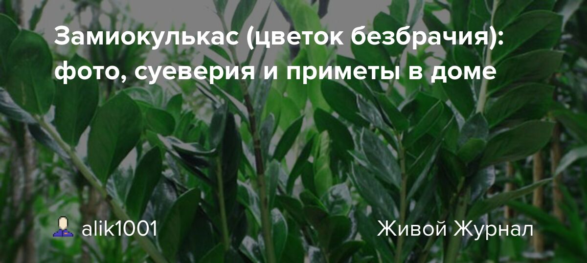 Цветок замиокулькас: как правильно ухаживать за долларовым ...