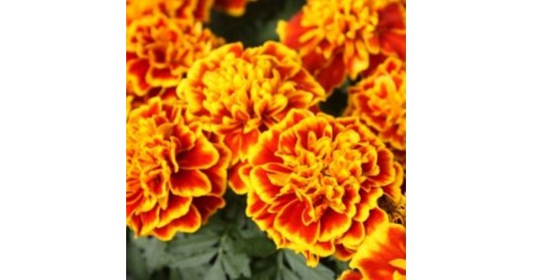 Бархатцы отклоненные Королева София (Tagetes Patula nana) - 0 ...