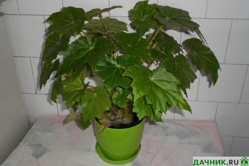 Бегония (Begonia) — описание, выращивание, фото | на LePlants.ru