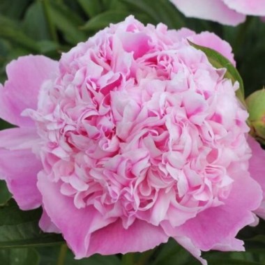 Пион Белгравия (Paeonia Belgravia) купить в Москве по низкой ...