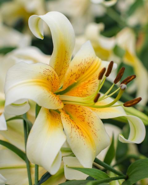 Lilium OT Hybrid 'Mister Cas' (Ships in Spring) Lily from ADR ...