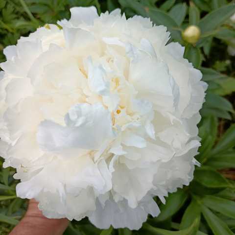 Pienziedu peonija, šķirne Paeonia lactiflora 'Brother Chuck'