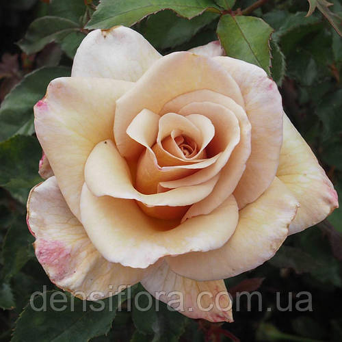 ROSE MAGIC MOMENT 3FT STD | The Garden Feast