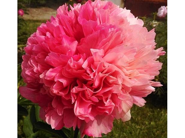 beautiful pink purple peony Mary Jo Legare flower. Closeup ...