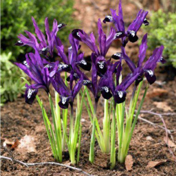 Iris sibirica `Blue King ...