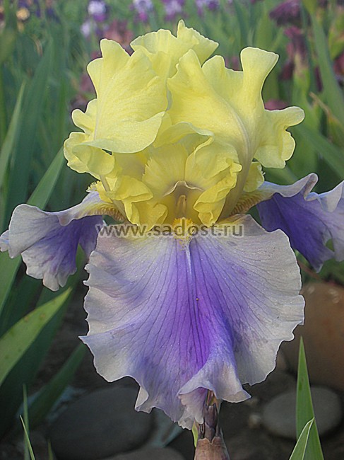 Iris 