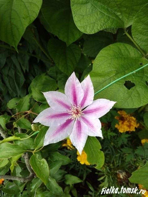 Clematis 'Darius' - Ranunculaceae - Clematite