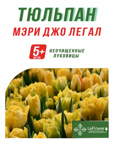 Тюльпан Мэри Джо Tulipa Marie Jo оптом: купить в Москве от ...