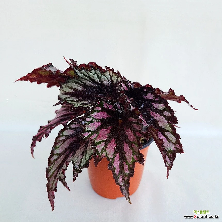 Begonia 'Helen Teupel' – Steve's Leaves