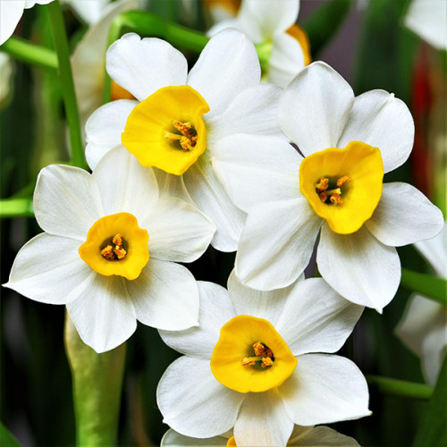 Нарцисс Каналикулатус (Narcissus Canaliculatis), 10 шт J.W.A. ...