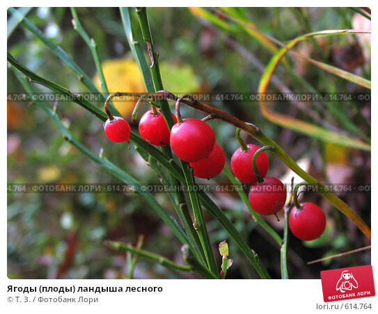 Ландыш майский (Convallaria majalis ...