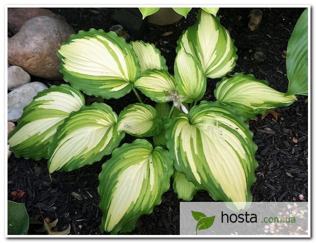 Hosta.com.ua. Хоста Wheee! (хоста Уиии ...