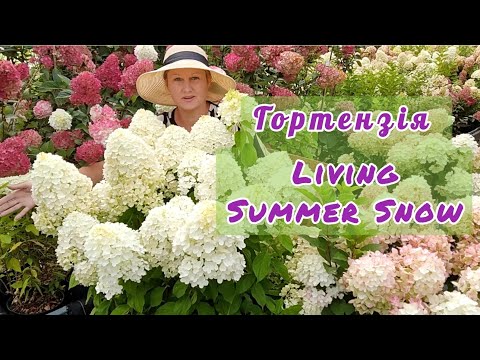 Гортензія волотиста Living Summer Love 2 річна, Гортензия ...