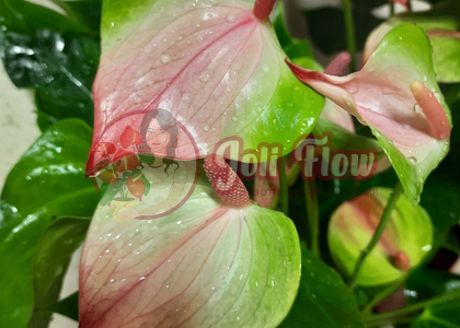 Anthurium Lilli, video review - YouTube