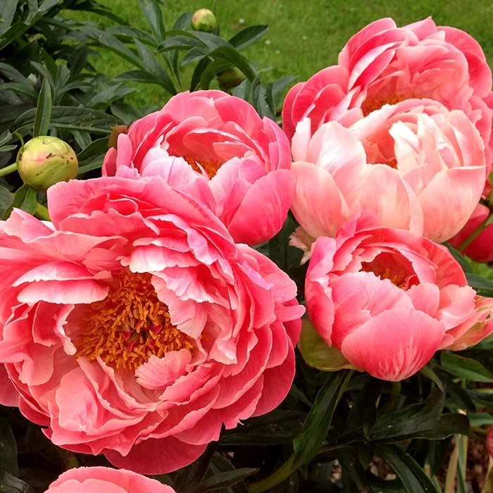 Пион молочноцветковый Корал Шарм Paeonia Lactiflora купить в ...