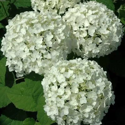 Hydrangea 'Annabelle', Гортензия ...