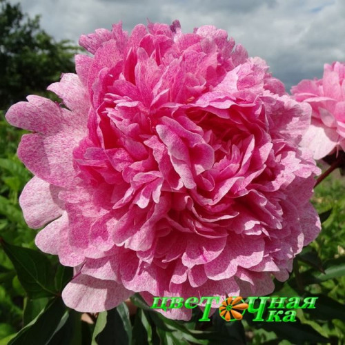 Petite elegance peony. Петит элеганс пион. Пулков сад (2022 г ...