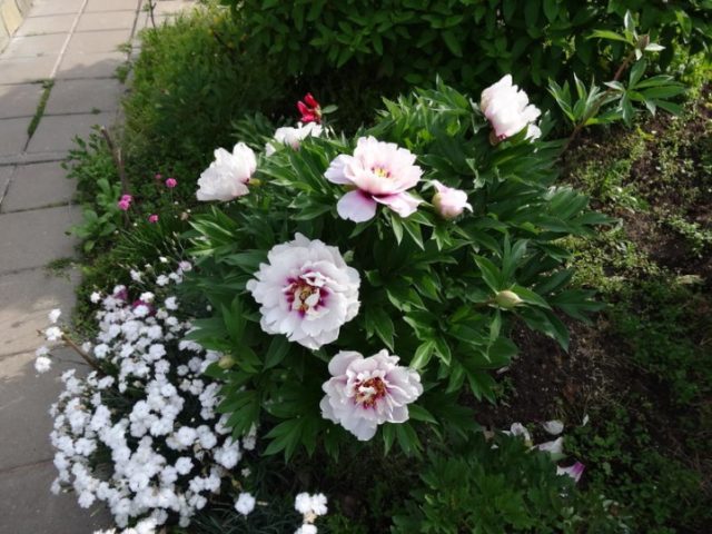 Paeonia Itoh Hybrid 