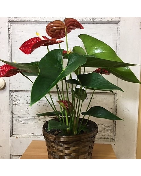 How to Grow Anthurium Plants: 15 Steps (with Pictures)