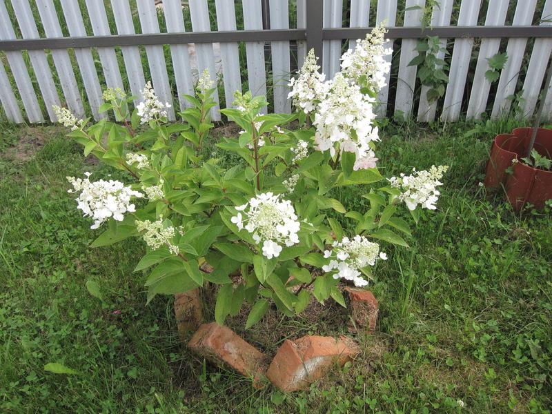 Hidrangea paniculata 