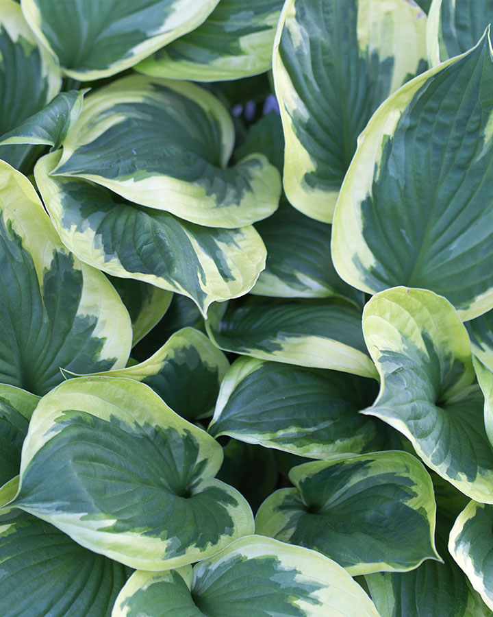 PlantFiles Pictures: Hosta 'Snow Cap' (<i>Hosta</i>) by Dravencat