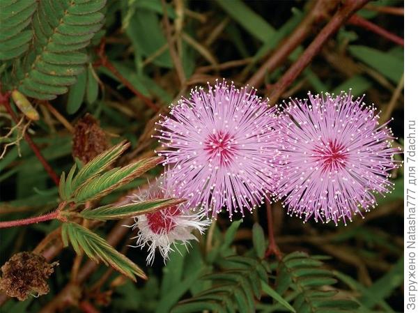 Мимоза стыдливая, Mimosa pudica, сенсорное растение, растение ...