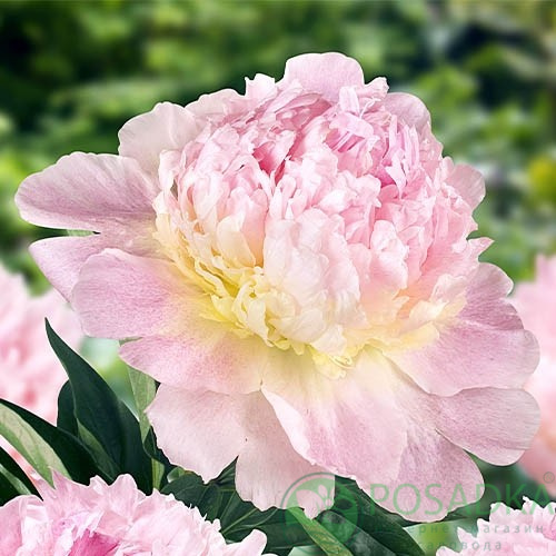 Peony (Lactiflora) 'Raspberry Sundae' - Bilscy.info