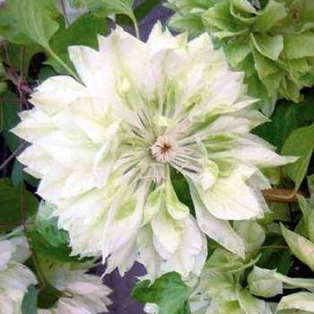 Clematis variety ...