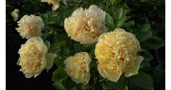 Quitzin peony | Available all year round | Free qoute