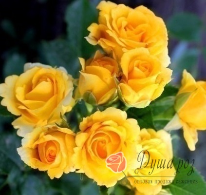 Rose and Carnation Casket Spray Yellow ...