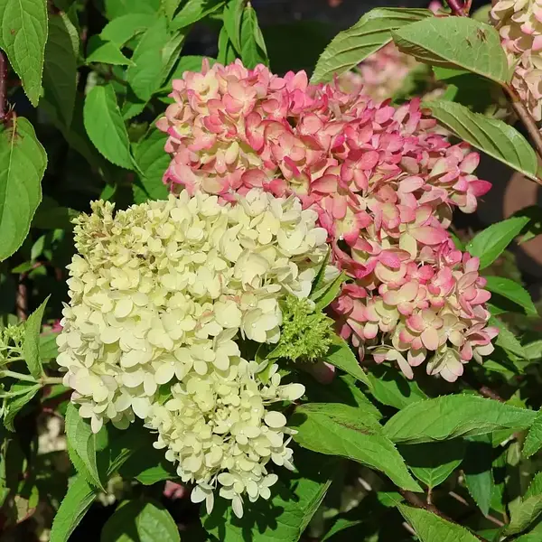 Гортензия метельчатая (Hydrangea paniculata `Candlelight ...