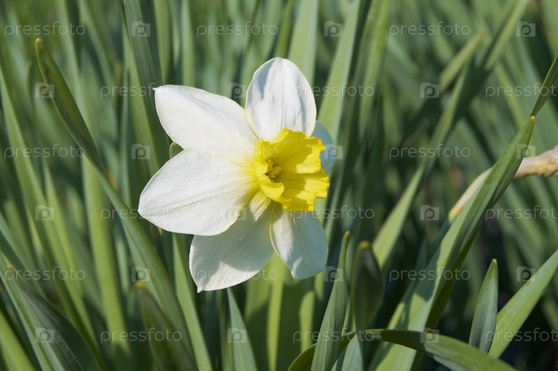 картинки : Korean wild flower, Нарцисс ...