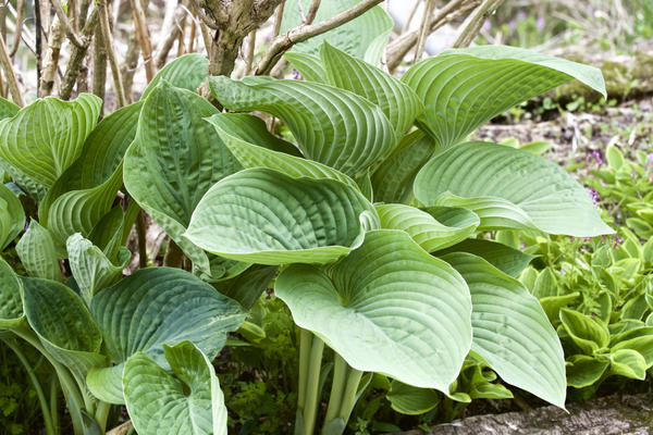 Редкий сорт хосты Milkmaid#hosta #хоста #сорта #коллекция ...