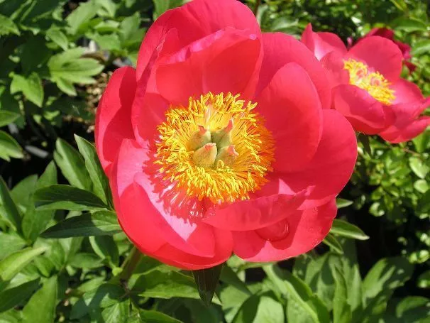 State Bulb Summer Blooming Peony- Flame ...