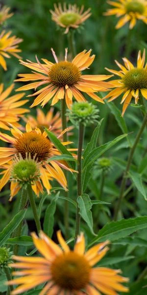 Online Shopping in the USA - ECHINACEA 'Big Kahuna' PBR ...