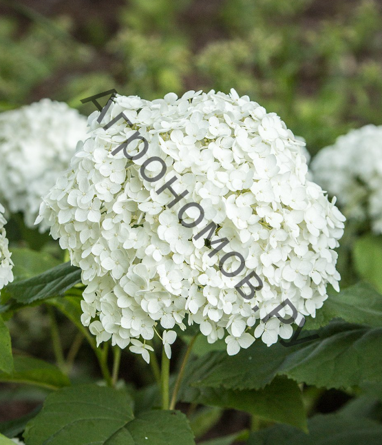 Hydrangea arborescens `Golden ...