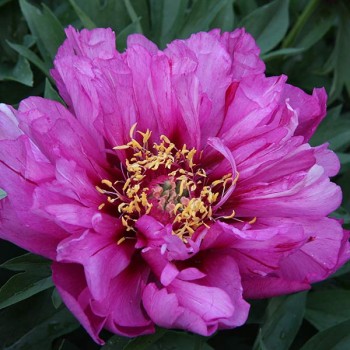 Peony ''Morning Lilac' (Anderson,1999 ...