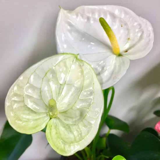 Anthurium Zamora Queen - Etsy