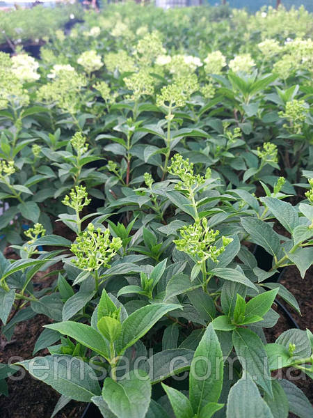 Гортензия метельчатая Саммер Лав \ Hydrangea paniculata ...