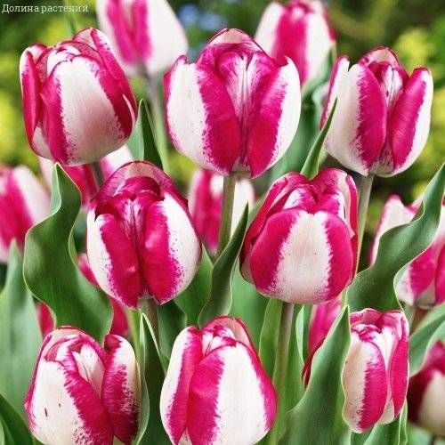 How to Plant and Grow Parrot Tulips