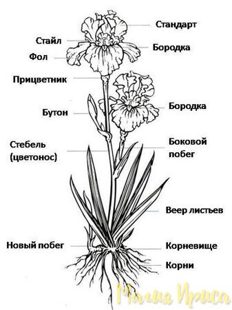 МИРОСЛАВА - 2014 г.