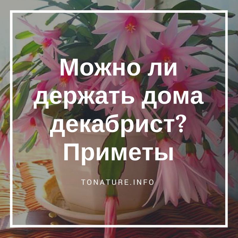 Почему декабрист не цветёт?