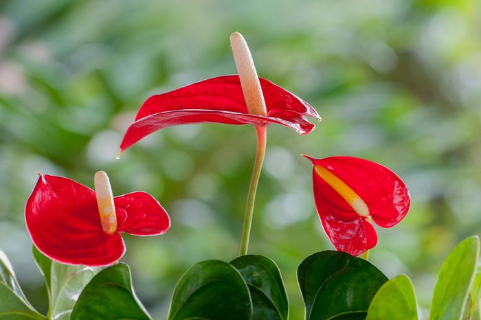 Антуриум - Anthurium: фото, условия ...