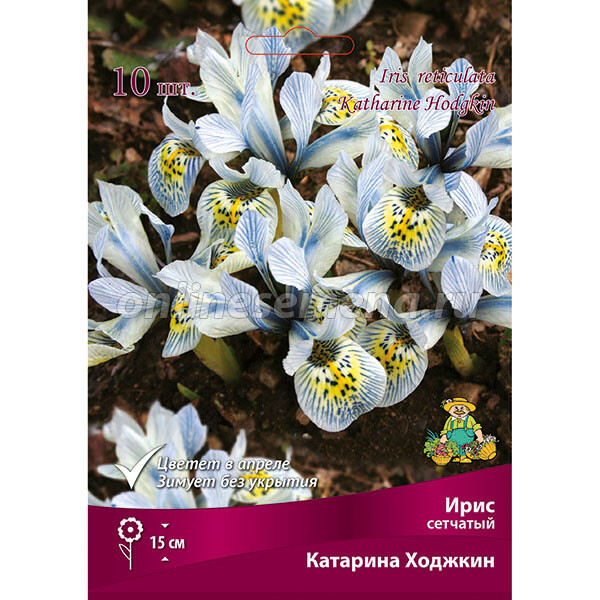 Купить Ирис сетчатый Алида в Москве и РФ. Описание сорта ...